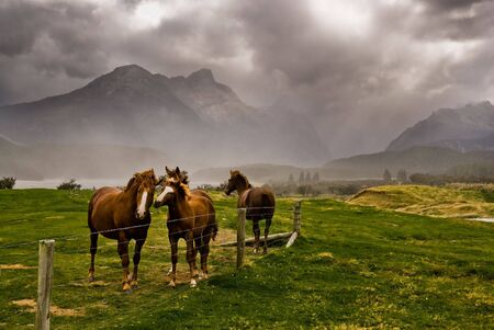 Three horses awaiting an approaching storm near glenorchy, new zealand.