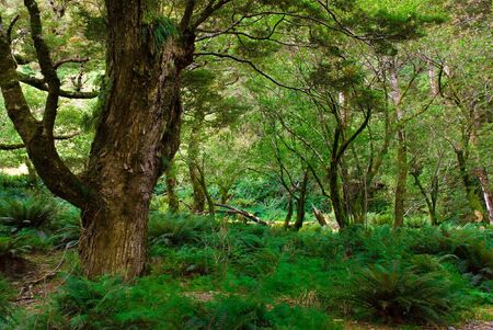 primeval forest on routeburn track, new zealand
