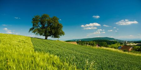 panorama of rural scenery with tree on fieldの写真素材