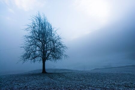 mystic tree in fog on a dark winter dayの写真素材