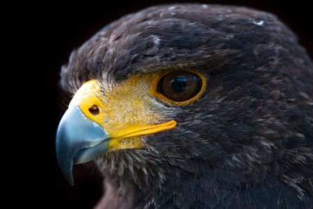 Portrait of a Harris Hawk (lat. Parabueto unicinctus)