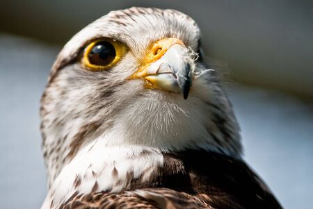 Portrait of a Booted Eagle (lat. Aquila pennata or Hieraaetus pennatus)の写真素材