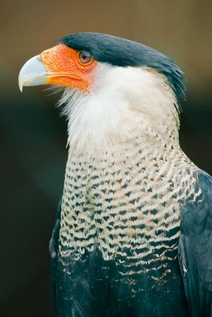 Portrait of a Southern Caracara (lat. Caracara plancus)の写真素材