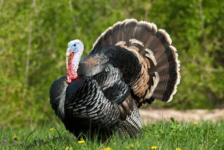 wild turkey standing in green meadowの写真素材