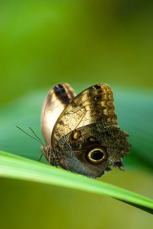 owl butterfly (lat. caligo eurilochus) resting on a green leaf