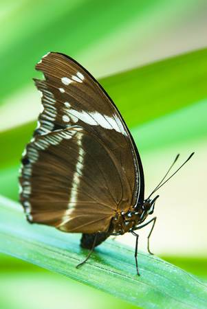 sailor butterfly (lat. neptis hylas) resting on a leafの写真素材