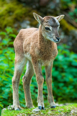 youg sika deer fawn (lat. Cervus nippon) standing in the woods.の写真素材