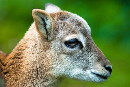 head of a young sika deer fawn (lat. cervus nippon)の写真素材
