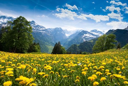 Scenic view from Braunwald (Switzerland) with blossoming field of dandelions in spring.の写真素材