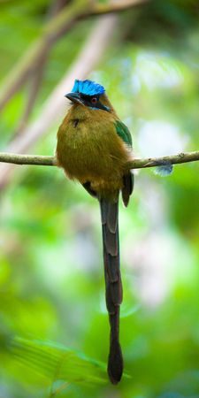 motmot bird (lat. momotus momota) sitting on a little branchの写真素材
