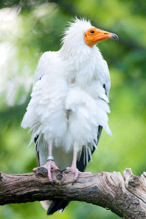 Captive Egyptian Vulture (lat. Neophron percnopterus)の写真素材