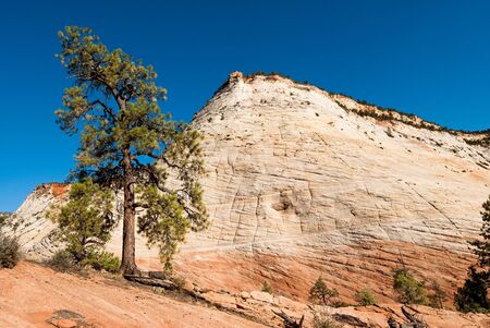 checkerboard mesa. scenic view of sandstone cliffs in zion national park, utah, usaの写真素材