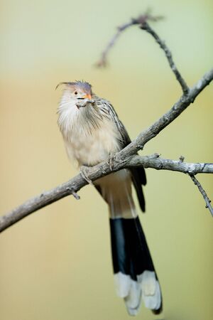 Guira cuckoo (lat. Guira guira) captive with little wormの写真素材