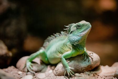 chinese water dragon (lat. Physignathus cocincinus)の写真素材