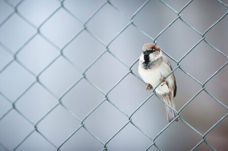 cute sparrow sitting in a fence with blured gray backgroundの写真素材
