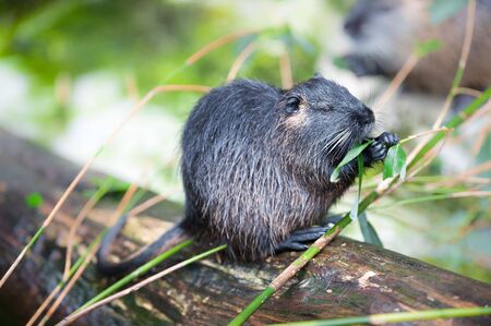 coypu (lat. Myocastor coypus) eating