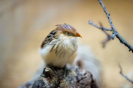 Guira cuckoo (lat. Guira guira) captiveの写真素材