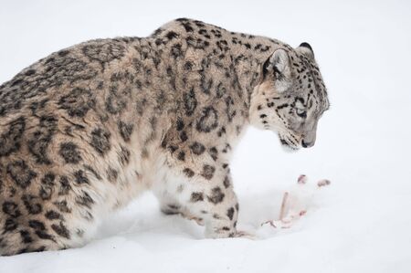 Snow leopard (lat. Uncia uncia) with his prey in the snowの写真素材