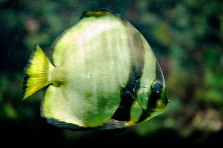 Orbicular Batfish (lat. Platax orbicularis)の写真素材