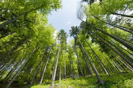 green forest in spring looking upwards with a wide angle