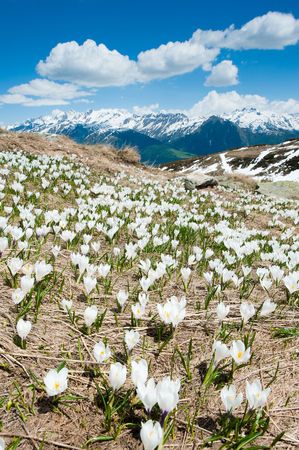 Blossoming flowers on an alpine meadow with mountains in the background at Fiescheralp, Wallis Switzerlandの写真素材