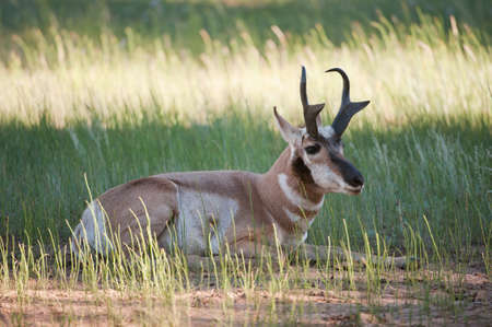 Mule deer (lat. Odocoileus hemionus) in the woods of Bryce Canyon National Park, Utah, USAの写真素材