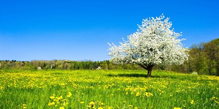 Single blossoming tree in spring on rural meadowの写真素材