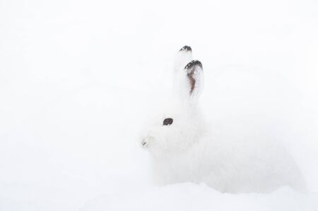 Mountain Hare (lat. Lepus timidus) with white fur sitting in snow in winterの写真素材