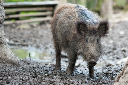 Wild boar (lat. Sus scrofa) standing in the mudの写真素材