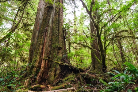 Big old trunk in rainforest on Vanouver island, British Columbia, Canadaの写真素材