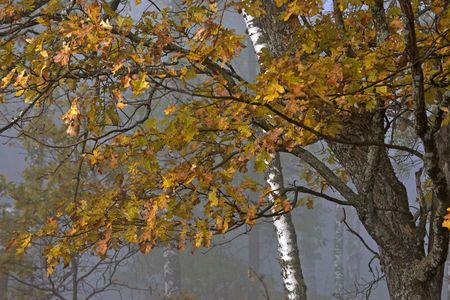 Yellow autumnal leaves in rain forestの写真素材
