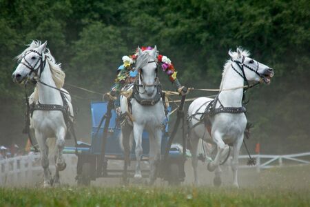 Horse race. Three horses  in harness.Rounding the Turn.の写真素材