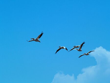 Pelicans in flight.  National park lake Manyara, Tanzania, Africa.の写真素材