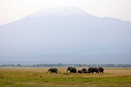 Mt. Kilimanjaro, the highest mountain of Africa. Herd of African elephants.view from National park Amboseli, Kenya の写真素材