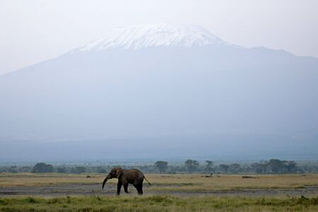 Mt. Kilimanjaro, the highest mountain of Africa.View from National park Amboseli, Kenya Mt. Kilimanjaro, the highest mountain of Africa. Herd of African elephants.View from National park Amboseli, Kenya の写真素材