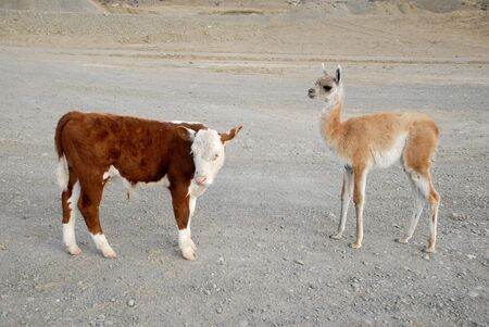 Baby's guanaco and calf bull 