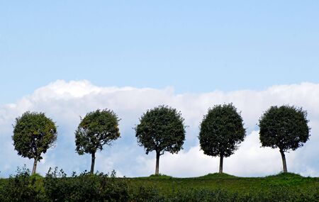 Trees valley in Peterhof.Trees valley in Peterhof. St.Petersburg, Russia.の写真素材