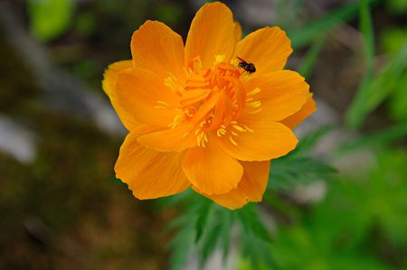 Summer orange globeflowerの写真素材