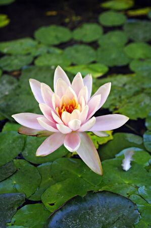 Beautiful waterlily. Vertical view.の写真素材