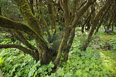 La gomera forest.  island La Gomera, Canary islands, Spain.の写真素材