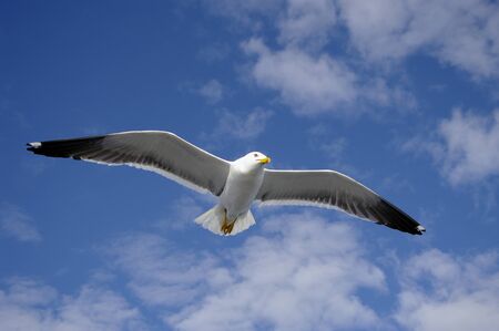 Seagull in wide-winged flight against a blue sky.の写真素材