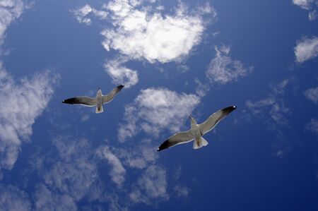Two seagulles  in wide-winged flight against a blue sky.の写真素材