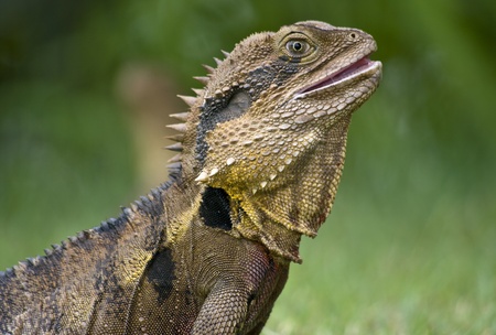 The Australian lizard, the Eastern Water Dragon の写真素材