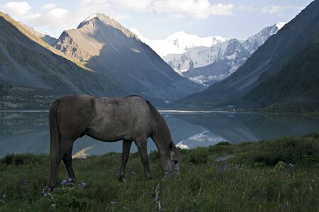 Horse, Lake Ak-kem  Altay State Nature Reserve, Russia  At the background - mount Belukha, highest point of Altay Mountains の写真素材