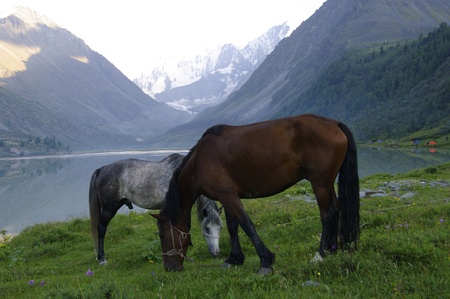 Horse, Lake Ak-kem Altay State Nature Reserve, Russia  At the background - mount Belukha, highest point of Altay Mountains の写真素材