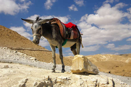Donkey in Wadi Qelt canyon The Judean desert  Israel  	の写真素材