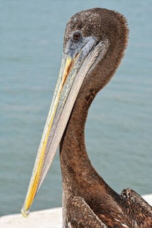 Adult Brown Pelican in Ballestas Islands, Peru.の写真素材