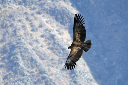 Andean condor flying in the Colca Canyon in the peruvian Andes at Arequipa Peru.