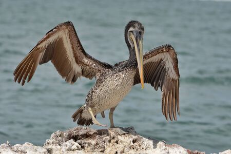 Brown Pelican Paracas National Reserve, Peru. Adult Brown Pelican in Paracas National Reserve, Peru.の写真素材