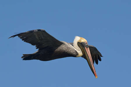 Pelican in flight.Pelican during a flight near Tulum, Mexico.Blue sky at the background.の写真素材